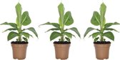 Tropische bananenplanten x 3 - Set van 3 x tropische winterharde bananenplant - 3 x Musa Oriental Dwarf - Bladverliezend- 25-40cm inclusief pot