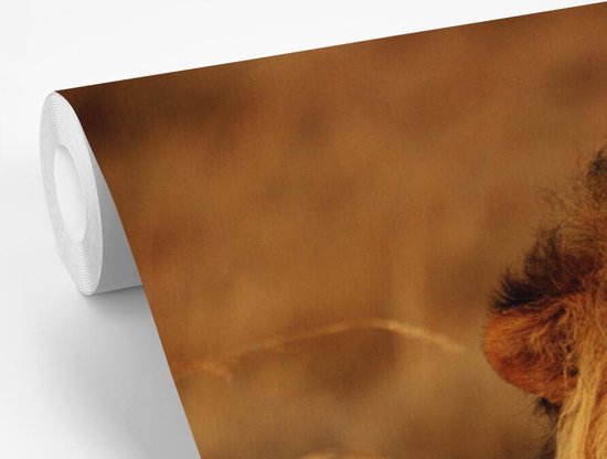 Papier peint photo peint photo Lion - nieuw - Lion regardant dans l'appareil fotobehang vinyle largeur 330 cm x hauteur 220 cm - Impression photo sur papier peint vinyle (disponible en 7 tailles) - chambre/salon/bureau