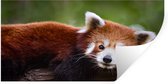 Sticker Muursticker Pandas rouges - Panda rouge sur tronc d'arbre - 160x80 cm - film adhésif autocollant - sticker mural repositionnable