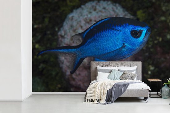 Papier peint Papier peint photo en vinyle - Poisson bleu largeur 420 cm x hauteur 280 cm - Tirage photo sur papier peint (disponible en 7 tailles) / Mer et plage