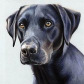 Evershine diamond painting voor volwassenen hond TA4-8521 vierkante steentjes 30 X 30