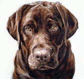 Evershine diamond painting voor volwassenen labrador TA4-8528 vierkante steentjes 30 X 30
