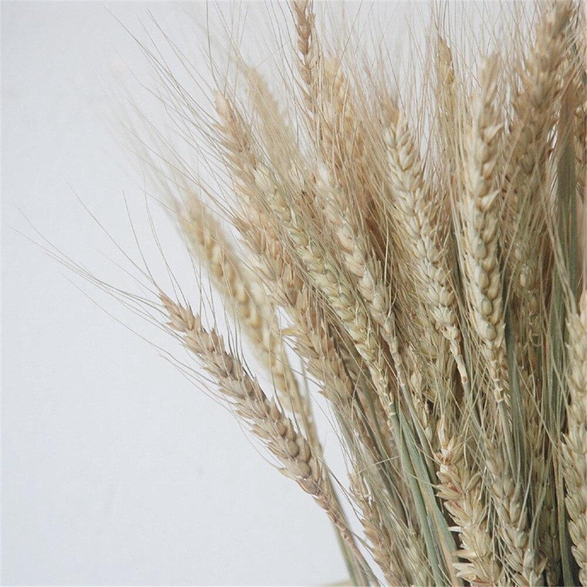 Gedroogde Tarwe met Frosted Zalmkleur voor Duurzame Decorati - : De online Bloemen