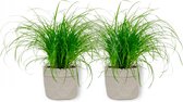 2x Diervriendelijke kamerplant -Cyperus Zumua - Kattengras 20cm hoog - in grijze sierzak