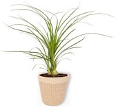 Kamerplant Nolina Recurvata - Olifantspoot - ±  25cm hoog - 12cm diameter - in beige mand