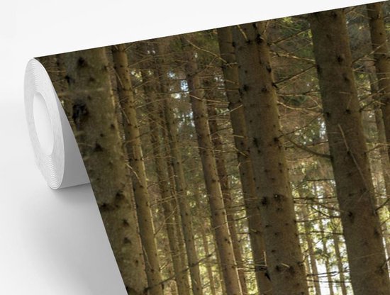 Papier fotobehang Une forêt avec des troncs d'arbres dans un paysage d'hiver