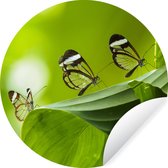 Papillon transparent sur une feuille au Costa Rica Sticker mural cercle mural 50x50 cm / cercle papier peint / cercle mural / cercle vivant - auto-adhésif et coupe ronde