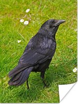 Zwarte kraai zoekt voedsel in het gras poster 30x40 cm - klein - Foto print op Poster (wanddecoratie woonkamer / slaapkamer) / Vogels Poster