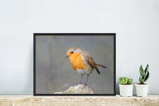 Cadre photo avec affiche - Vogel - Robin - Rocher - 30x20 cm - Cadre pour affiche