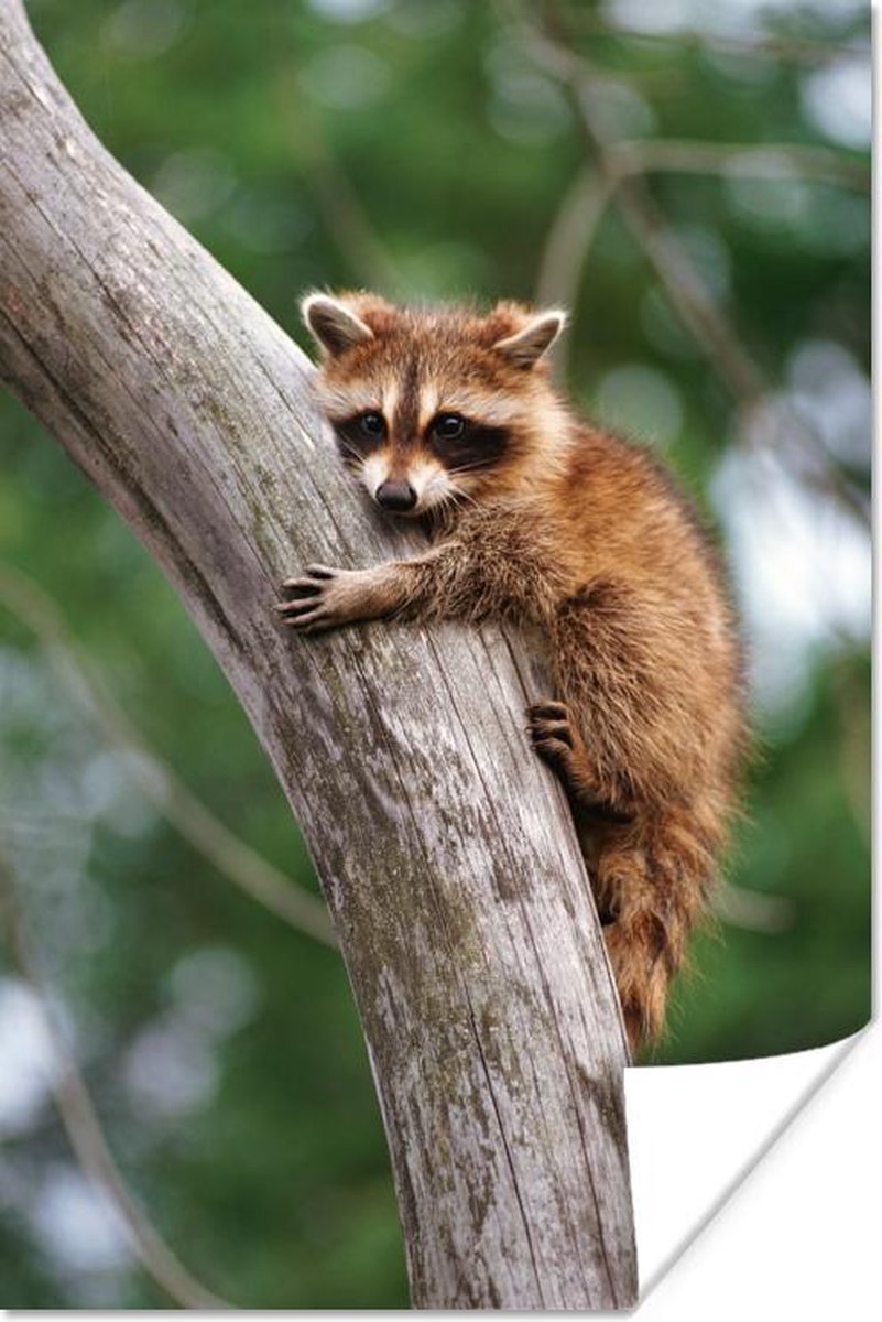 Mignon Raton Laveur Dans Un Arbre Creux Vecteurs libres de droits et