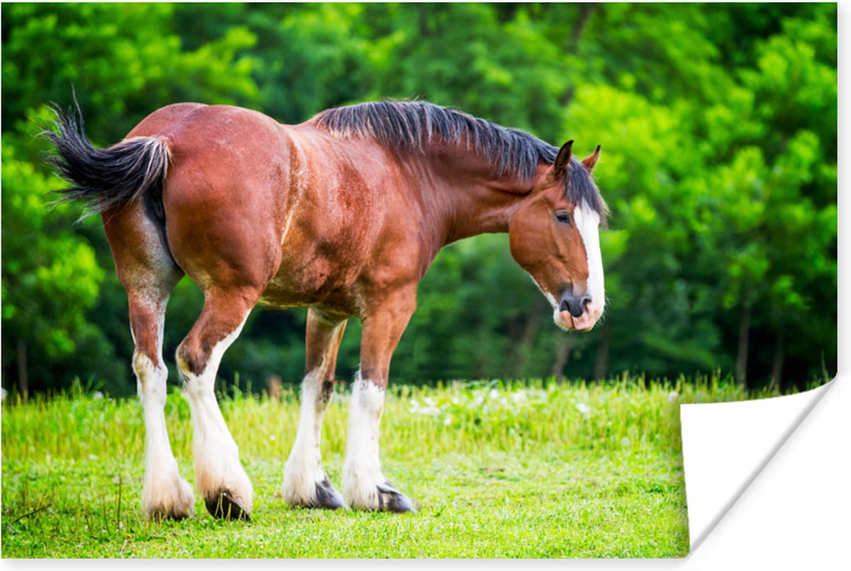 Bruin Clydesdale paard in het grasland poster papier 120x80 cm - Foto print op Poster (wanddecoratie woonkamer / slaapkamer) / Wilde dieren Poster - PosterMonkey