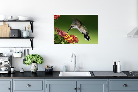 Colibri femelle se nourrit d'une fleur de Lantana Poster 90x60 cm - Tirage photo sur Poster (décoration murale salon / chambre)