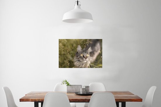 Un chat Maine Coon dans les hautes herbes Poster 90x60 cm - Tirage photo sur Poster (décoration murale salon / chambre) / Poster Animaux domestiques