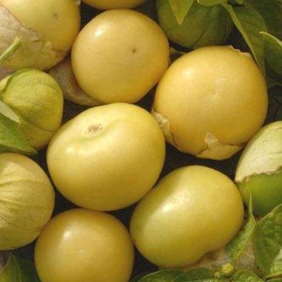 Tomatillo zaden Tomatillo Amarilla bol