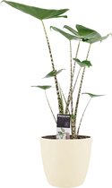 Hellogreen Kamerplant - Alocasia Zebrina - 70 cm - ELHO brussels soap