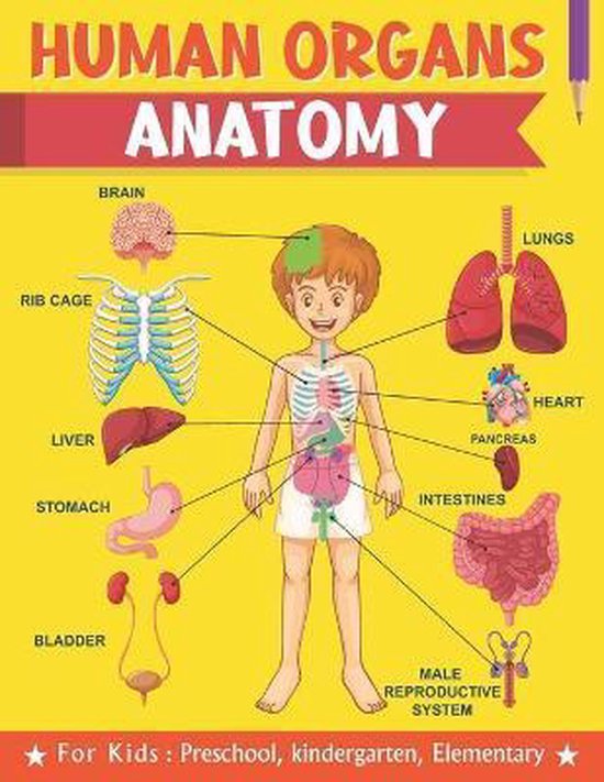 Human Organs Anatomy For Kids, Preschool, Kindergarten, Elementary,  Sharevectors... | bol