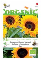 Buzzy® Organic Zonnebloem giganteus (BIO)