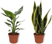 Set van 2 Kamerplanten - Sansevieria Superba & Strelitzia Reginae - ±  30cm hoog - 12cm diameter