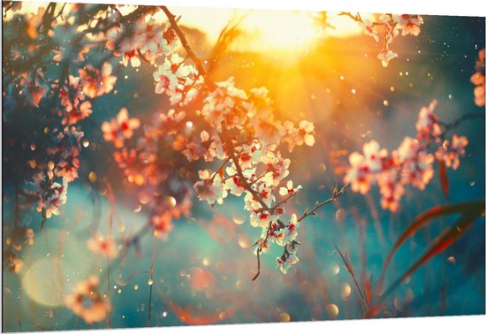 Foto: Dibond zonnestralen door takken van bloesemboom 150x100cm foto op aluminium wanddecoratie van metaal 