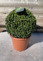 Buxus - Buxus sempervirens - Buxus Bol - diameter Ø 30cm - ↑ 48cm - decopot 26cm