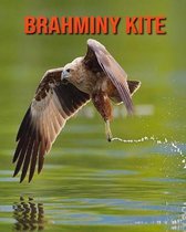 Brahminy kite