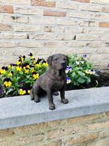 Labrador klein bruin levensecht 21 cm hoog - polyester - polystone - beeld - tuinbeeld - hoogkwalitatieve kunststof - decoratiefiguur - interieur - accessoire - voor binnen - voor buiten - ca