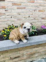 Engelse Bulldog pup levensecht 25 cm hoog - polyester - polystone - beeld - tuinbeeld - hoogkwalitatieve kunststof - decoratiefiguur - interieur - accessoire - voor binnen - voor buiten - cad