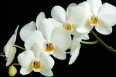 Dibond - Bloemen - Bloem - orchidee in wit / zwart  - 80 x 120 cm.