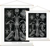 Alima - Thoracostraca (Kunstformen der Natur), Ernst Haeckel - Foto op Textielposter - 120 x 160 cm