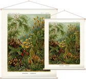 Polytrichum - Muscinae (Kunstformen der Natur), Ernst Haeckel - Foto op Textielposter - 60 x 80 cm
