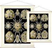 Clypeaster - Echinidea (Kunstformen der Natur), Ernst Haeckel - Foto op Textielposter - 45 x 60 cm