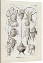 Peridinium - Peridinea (Kunstformen der Natur), Ernst Haeckel - Foto op Canvas - 75 x 100 cm