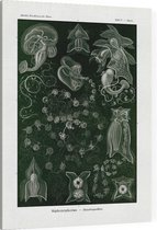 Bassia - Siphonophorae (Kunstformen der Natur), Ernst Haeckel - Foto op Canvas - 30 x 40 cm