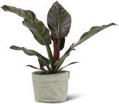 We Love Plants - Philodendron Imperial Red + Plantbag Jade - 60 cm hoog - Schaduwplant