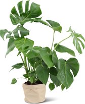 We Love Plants - Monstera Deliciosa + Plantbag Creme - 65 cm hoog - Gatenplant