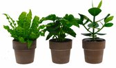 Luchtzuiverende mix, Clusia, Asplenium, Philodendorn in terracotta – ↨ 35cm – ⌀ 12cm