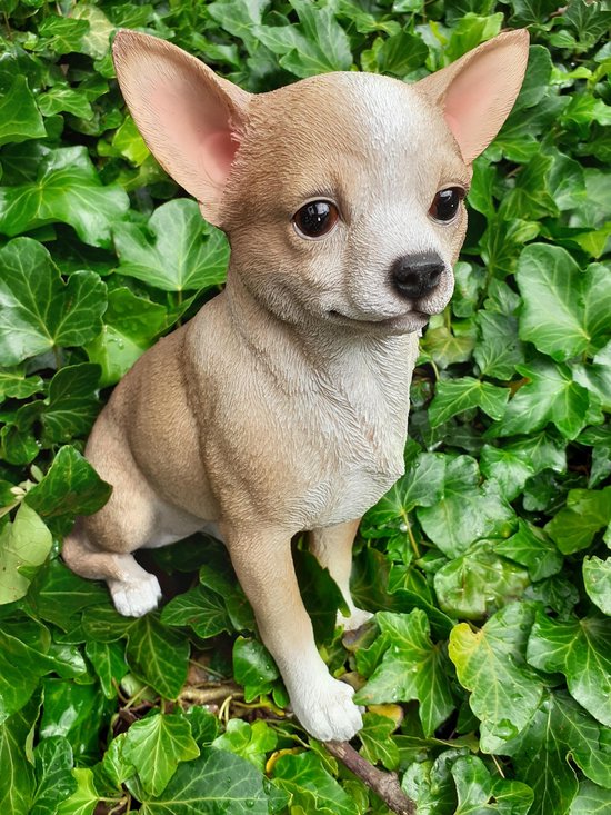 Chihuahua blond 23 cm de haut - chien - chien - polyester - polystone -  statue 