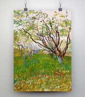 Poster Bloeiende boomgaard - Vincent van Gogh - 50x70cm