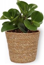 Kamerplant Peperomia Green Gold- Vetplant - ± 25cm hoog - 12cm diameter - in bruine mand