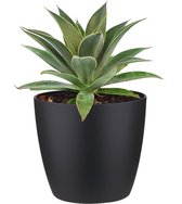 Mangave ‘Lavender Lady’ ® In ELHO Brussels Round (zwart) - Vers Van De Kweker - ↨ 15cm - ⌀ 18cm - [Mama's Planten]