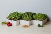 Microgreen starters kit - Moestuin - Kweekset - Planten kweekset - tuintje - zaden - microgroenten - groenten - planten - groentezaden - microgreens - zaden - kweekkasjes - zaadjes