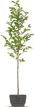 Magnoliaboom | Magnolia soulangeana Alba Superba | Stamomtrek: 8-10 cm