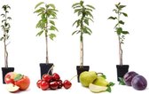 Winterharde Fruitbomen – Peren, Kersen, Pruimen en Appelboom – Set Van 4
