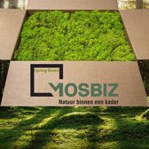 MosBiz Reindeer moss Spring green 2 couches (2,6 kilos) pour décorations, peintures et murs en mousse