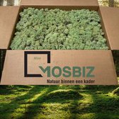 MosBiz Rendiermos Mint groen 2 laags (2,6 kilo) voor decoraties, schilderijen en mos wanden