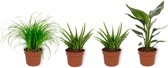 Set van 4 Kamerplanten - 2x Aloë Vera & 1x Strelitzia Reginae & 1x Cyperus Zumula- ± 25cm hoog - 12cm diameter
