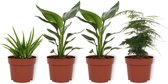 Set van 4 Kamerplanten - 2x Strelitzia Reginae & 1x Aloe Vera Clumb & 1x Asparagus Plumosus - ± 25cm hoog - 12cm diameter