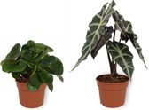 Set van 2 Kamerplanten - Alocasia Polly & Begonia Red Ruby - ±  25cm hoog - 12cm diameter