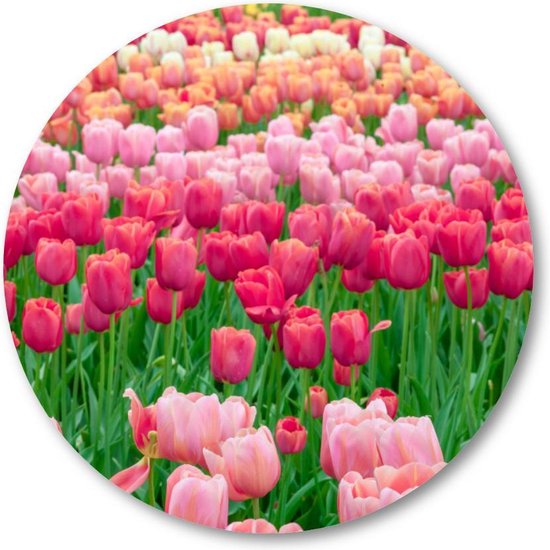 Tulpenveld in Nederland - Muurcirkel Forex 30cm - Wandcirkel voor binnen - Landschap - Natuur - Bloemen