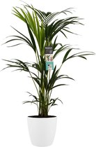 Decorum Kentia Palm - Kamerplant - Met Elho® Brussels Bloempot Wit - 100cm